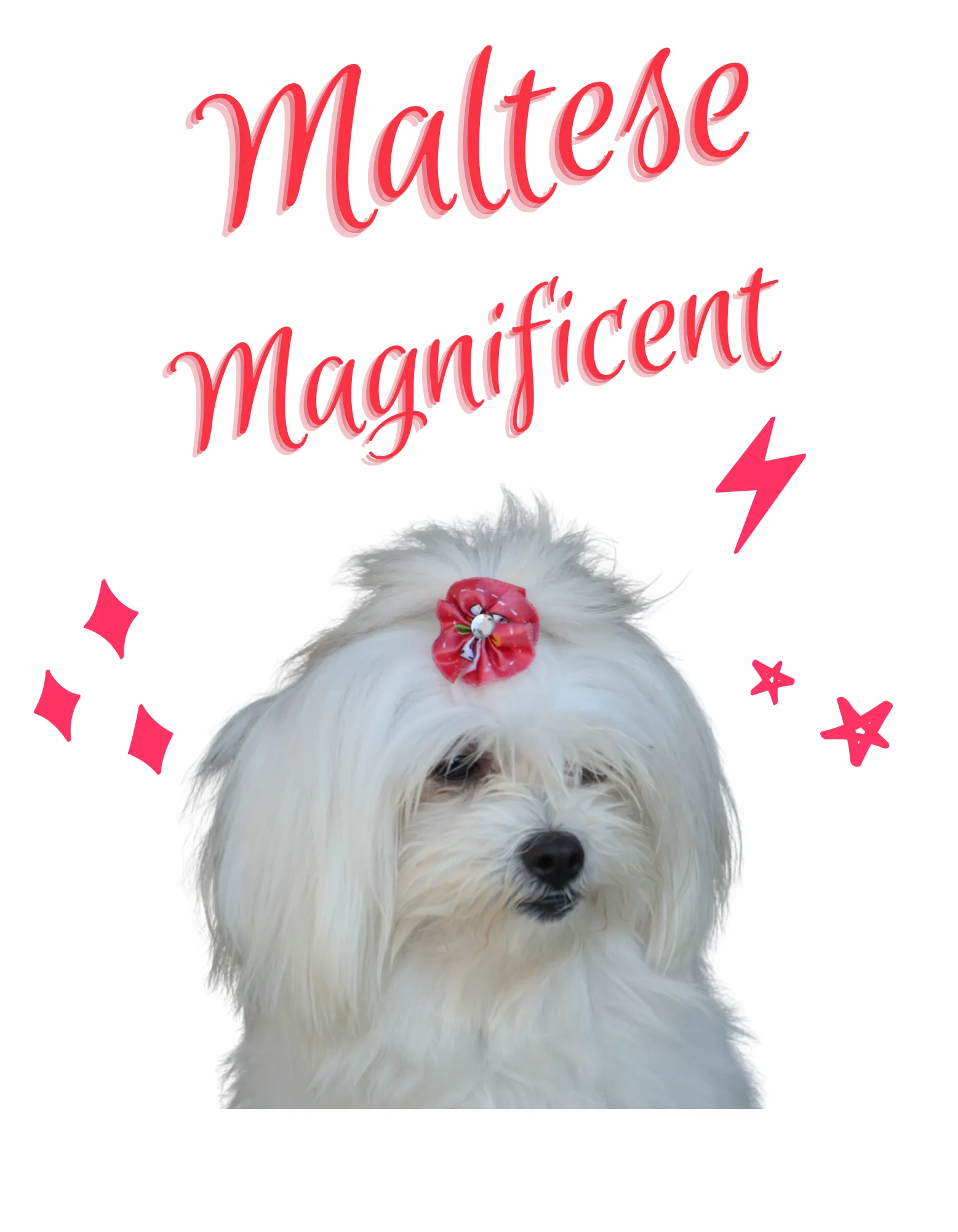 Magnificent Maltese Set