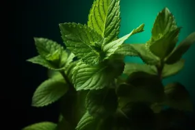 Peppermint Fragrance Oil